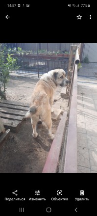 Отдам собаку в хорошие руки БЕСПЛАТНО. Одесса. фото 1 Отдам собаку в хорошие руки БЕСПЛАТНО. Одесса. фото 1