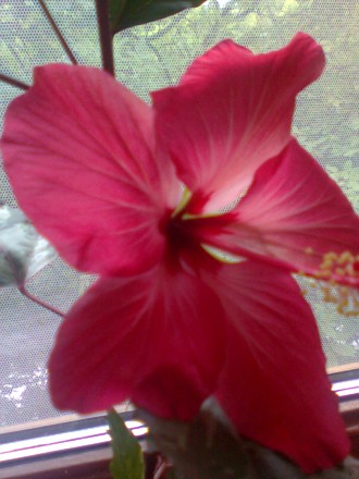 Мраморной называется т.к. ее листья пятнистые. Цветет розовым пустым цветком, в . . фото 2