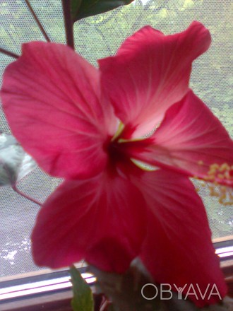 Мраморной называется т.к. ее листья пятнистые. Цветет розовым пустым цветком, в . . фото 1
