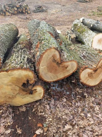 Купуємо дуб: 

дубову дошку необрізну та обрізну,дрова ПВ та техсировину дуб.
. . фото 5