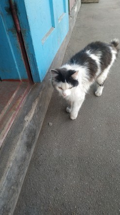 Пропал кот в районе улицы Олексия Дроваля. Вознаграждение гарантировано. . фото 5
