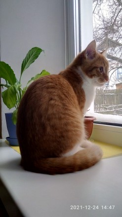 В Днепре на правом берегу 26 марта ПРОПАЛ котик, зовут Лева, 8 месяцев, рыжий с . . фото 3