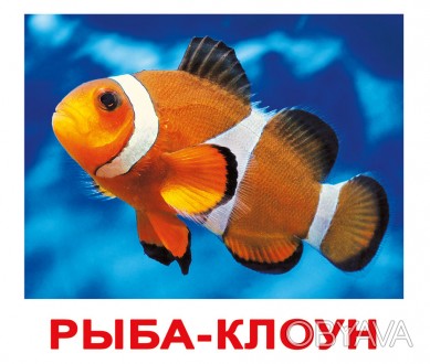 Картки великі росіяни з фактами, ламіновані "Мешканці води" 20шт, в пак. 16,5*19. . фото 1