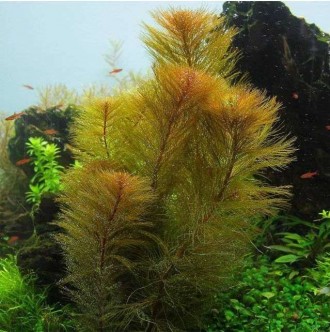 Продам красивые аквариумные растения 
Перистолистник Рорайма (Myriophyllum sp. . . фото 3