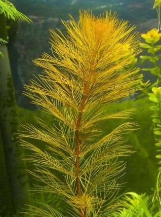 Продам красивые аквариумные растения 
Перистолистник Рорайма (Myriophyllum sp. . . фото 4