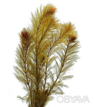 Продам красивые аквариумные растения 
Перистолистник Рорайма (Myriophyllum sp. . . фото 1