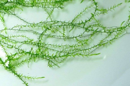 Продам разные аквариумные мхи и растения
Мох стринги (Stringy moss) быстрорасту. . фото 5