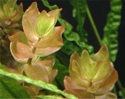 Бакопа каролинская (Bacopa caroliniana). Длинностебельное растение с ярко-зелены. . фото 3