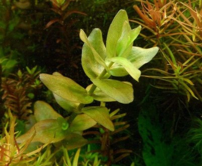 Бакопа каролинская (Bacopa caroliniana). Длинностебельное растение с ярко-зелены. . фото 4