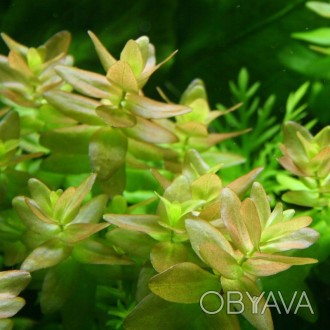 Бакопа каролинская (Bacopa caroliniana). Длинностебельное растение с ярко-зелены. . фото 1