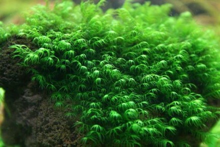 Мох для аквариума "Фиссиденс Фонтанус". Киев. фото 1