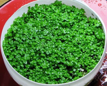Хемиантус Куба. Растение для вашего аквариума. Київ. фото 1 Хемиантус Куба. Растение для вашего аквариума. Київ. фото 1