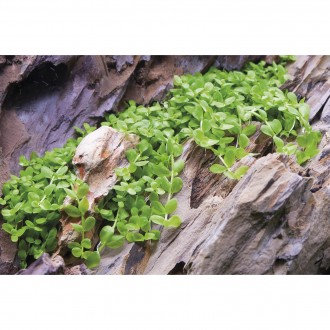 Продам Микрантемум Монте Карло (Micranthemum sp. Monte Carlo)
Прекрасное, почво. . фото 5