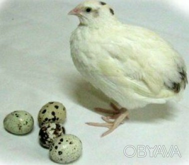 Продаю инкубационные яйца Техасского перепела. Цена 5 грн. за штуку. Только горо. . фото 1