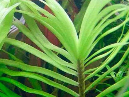 Продам различные аквариумные растения
Эйхорния лазоревая (Eichhornia azurea) Кр. . фото 6
