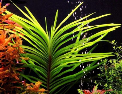 Продам различные аквариумные растения
Эйхорния лазоревая (Eichhornia azurea) Кр. . фото 2