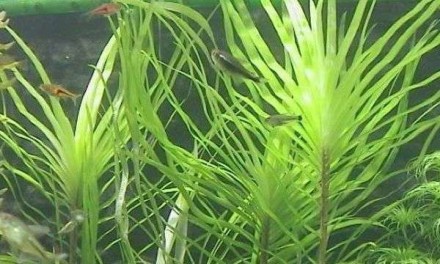 Продам различные аквариумные растения
Эйхорния лазоревая (Eichhornia azurea) Кр. . фото 8