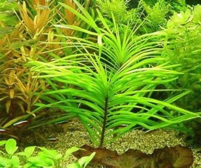 Продам различные аквариумные растения
Эйхорния лазоревая (Eichhornia azurea) Кр. . фото 5