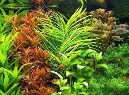 Продам различные аквариумные растения
Эйхорния лазоревая (Eichhornia azurea) Кр. . фото 3