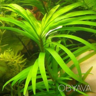 Продам различные аквариумные растения
Эйхорния лазоревая (Eichhornia azurea) Кр. . фото 1