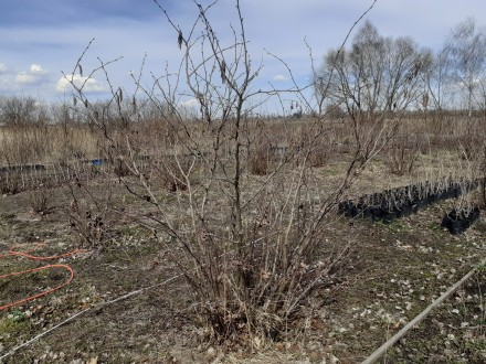 Продам саджанці (відсадки) фундука сорту  "Трапезунд". Саджанці отрима. . фото 4