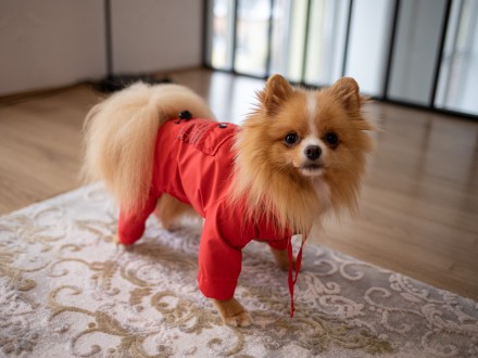 Водостойкая одежда для собак дождевик на кнопках с капюшоном и с карманом на под. . фото 6