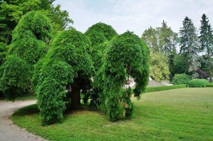 Карагана древовидная Пендула / Caragana arborescens "Pendula"
Декоративное листо. . фото 5