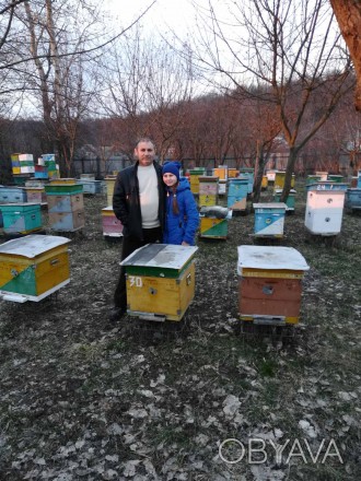 Продам бджолопакети в кількості 180 шт. А також бджолосім'ї, матки молоді 2. . фото 1