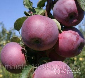 блуня «Вільямс Прайд» – один з найкращих літніх сортів яблунь. Виведений в США, . . фото 1