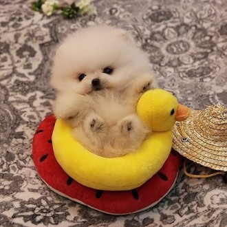 Pomeranians. Киев. фото 1 Pomeranians. Киев. фото 1
