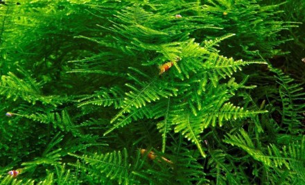 Мох Анчер (Якорный мох, мох Анкор, Anchor moss) популярный аквариумный мох с выс. . фото 4