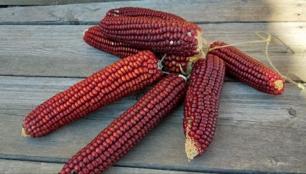 Семена очень сладкой сортовой кукурузы : красная, чёрная, мозаичная, синяя, жёлт. . фото 3