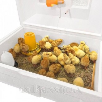 Брудер (ясли) для цыплят Теплуша 
Ясли для цыплят ― устройство для выращивания, . . фото 4