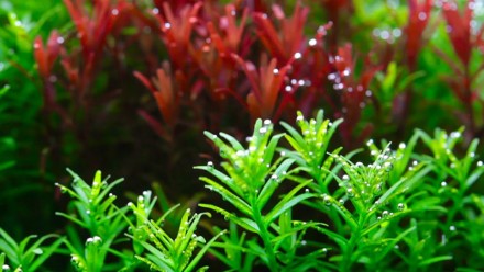 Ротала Грин (Ротала Зелёная, Rotala sp. Green) длинностебельное аквариумное раст. . фото 5