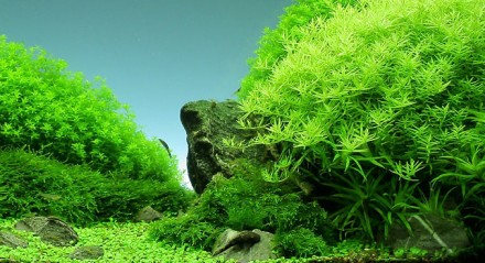 Ротала Грин (Ротала Зелёная, Rotala sp. Green) длинностебельное аквариумное раст. . фото 4