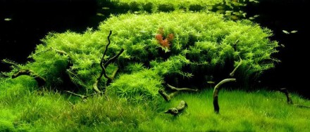 Ротала Грин (Ротала Зелёная, Rotala sp. Green) длинностебельное аквариумное раст. . фото 3