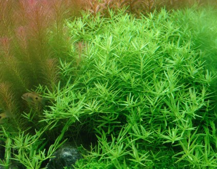 Ротала Грин (Ротала Зелёная, Rotala sp. Green) длинностебельное аквариумное раст. . фото 6