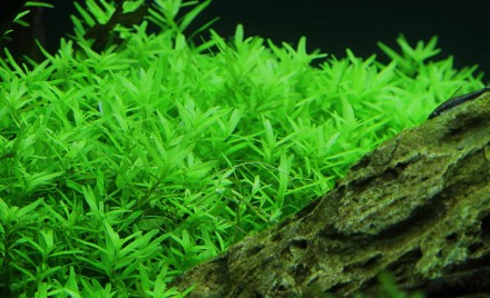 Ротала Грин (Ротала Зелёная, Rotala sp. Green) длинностебельное аквариумное раст. . фото 2