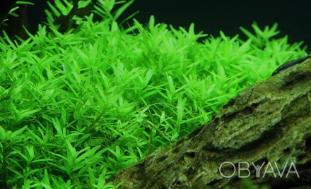 Ротала Грин (Ротала Зелёная, Rotala sp. Green) длинностебельное аквариумное раст. . фото 1