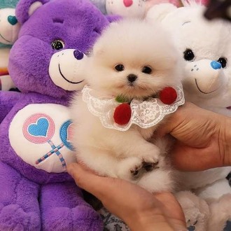 Pomeranian Spitz mini. Киев. фото 1 Pomeranian Spitz mini. Киев. фото 1