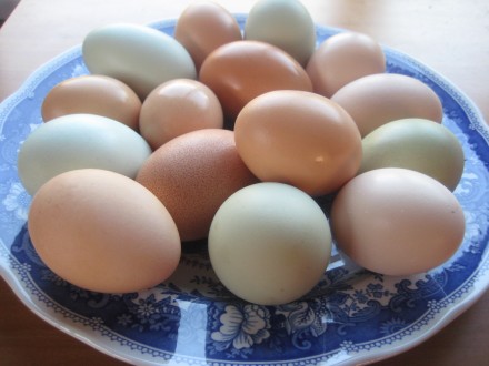 Продам домашние куриные яйца.Свежесобранные,всегда в наличии. Цена:1 десяток55гр. . фото 3