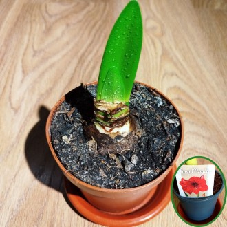 Гіпеаструм. Роял Ред (Hippeastrum. Royal Red). Киев. фото 1 Гіпеаструм. Роял Ред (Hippeastrum. Royal Red). Киев. фото 1