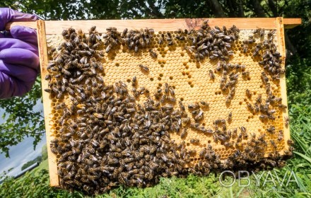 Формую замовлення на весну 2023 р.
Продам бджолопакети, рамка дадан (3 розплоду. . фото 1
