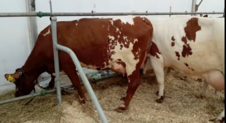 Корови чистокровних молочної породи Айшир та Голштин. Корови після 1-2-3-4 отеле. . фото 5