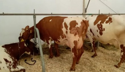 Корови чистокровних молочної породи Айшир та Голштин. Корови після 1-2-3-4 отеле. . фото 2