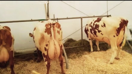 Корови чистокровних молочної породи Айшир та Голштин. Корови після 1-2-3-4 отеле. . фото 4