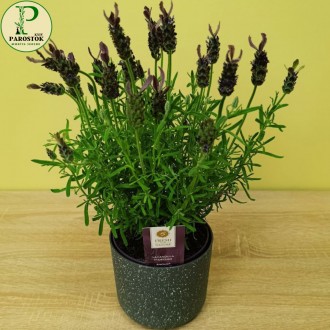 Лаванда Стоехас. Анук Блу (Lavandula Stoechas. Anouk Blue).. Київ. фото 1 Лаванда Стоехас. Анук Блу (Lavandula Stoechas. Anouk Blue).. Київ. фото 1