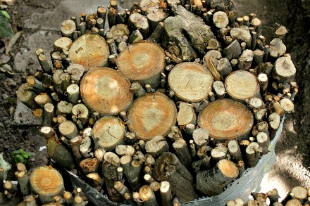 Дрова Фруктовые для Мангала / Шашлыка (Микс) 

В продаже ароматные дрова для м. . фото 5