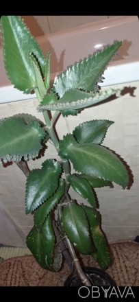 Каланхое лікувальна рослина з великим листям. Велика. Самовивіз, бо дуже крихке.. . фото 1