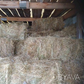 ПРОДАМ СІНО ОПТОМ
